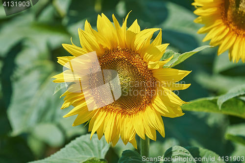 Image of Sunflower against Green