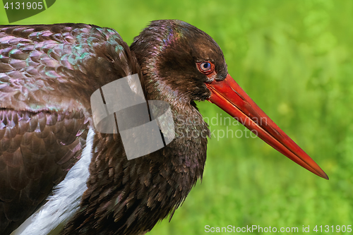 Image of Portrait of Black Stork