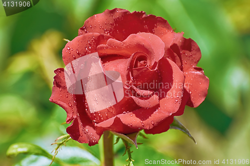 Image of Red Rose over Green