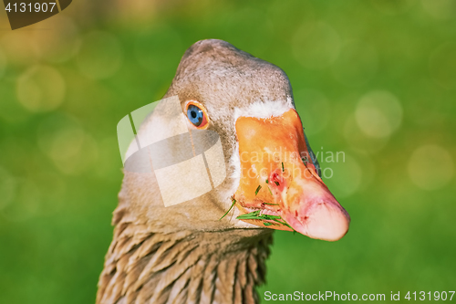 Image of Portrait of Goose