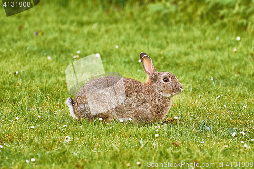 Image of Brown Hare on Grass