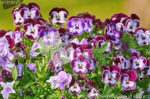 Image of Garden Pansy Flowers