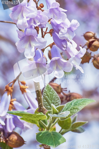 Image of Paulownia Fortunei Flowers