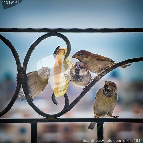 Image of Sparrows Eating Bread