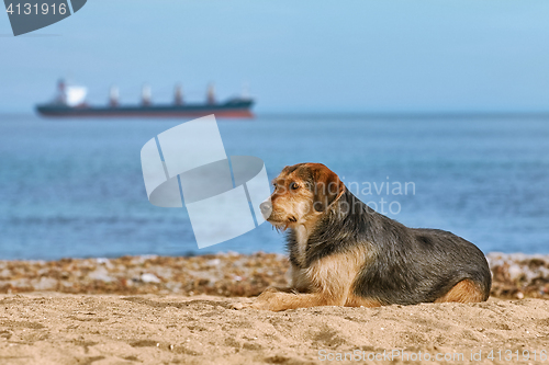 Image of Dog on the Shore