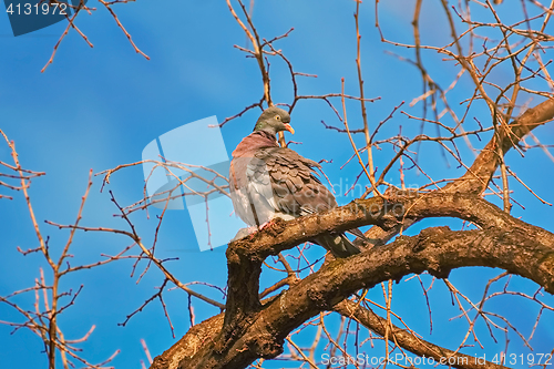 Image of Common Wood Pigeon