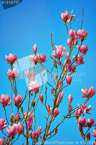 Image of Magnolia Flowers against the Sky