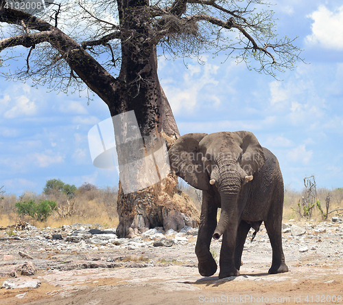 Image of elephant in Africa