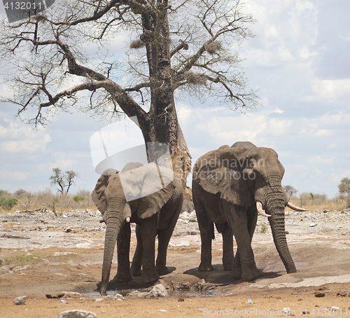 Image of elephants in Africa