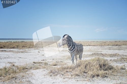 Image of zebra