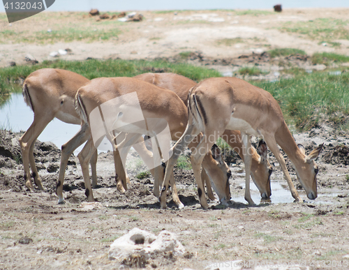 Image of drinking antelopes