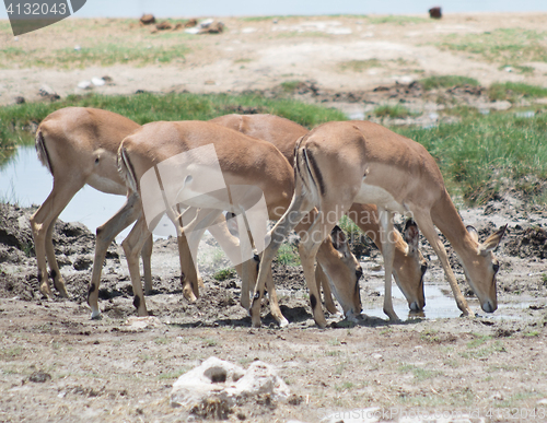 Image of drinking antelopes