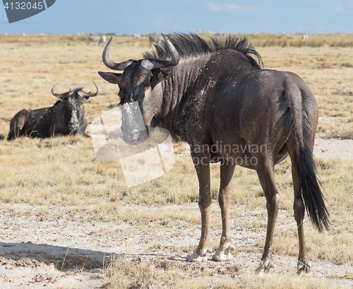 Image of antelope Gnu