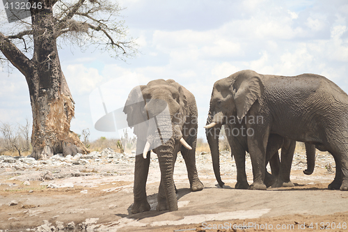 Image of elephants in Africa