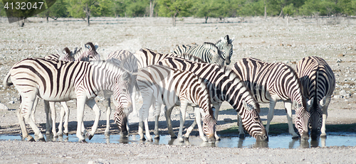 Image of zebras at a watering hole