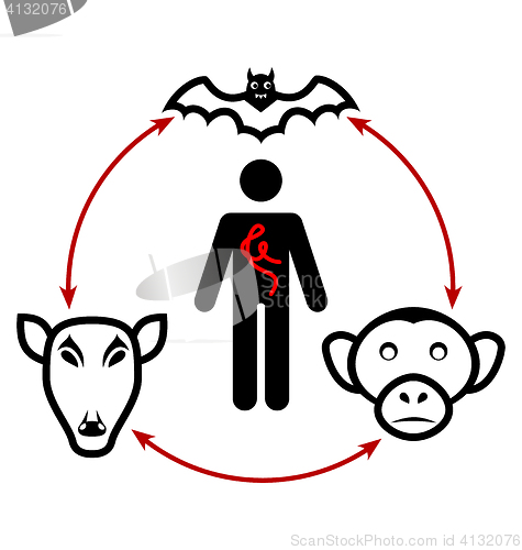 Image of Ebola virus circulation in nature and the way of transmission to