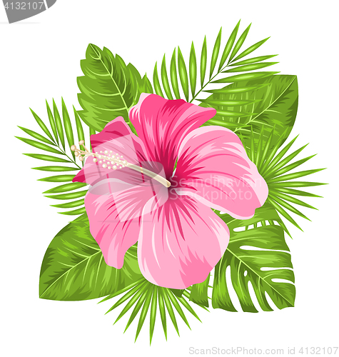 Image of  Beautiful Pink Hibiscus Flowers Blossom and Tropical Leaves