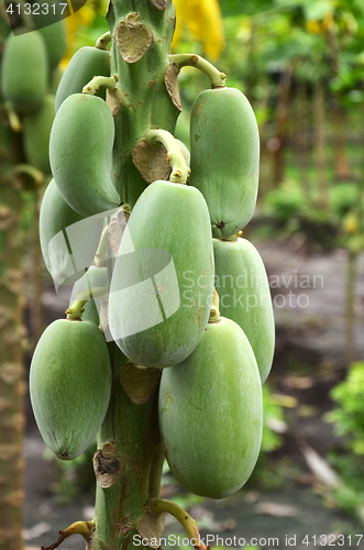 Image of Green papaya on tree with fruits