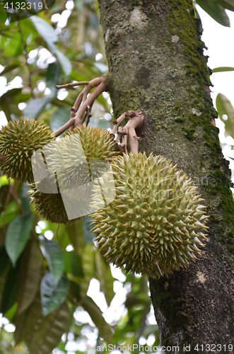 Image of Fresh durian on tree. Durian tree