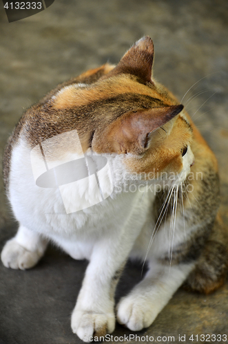 Image of Adorable street cat with white and brown