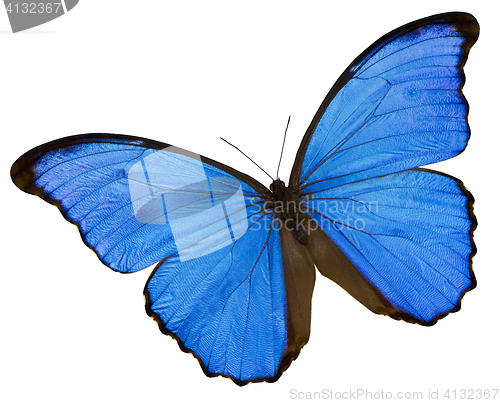 Image of Blue butterfly