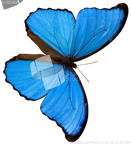 Image of Blue butterfly