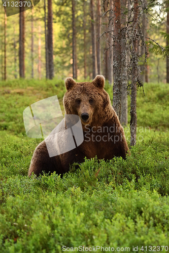 Image of Brown bear (ursus arctos) in a forest at summer