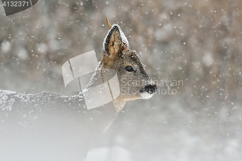 Image of Roe deer in snowfall, winter