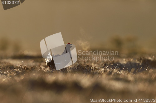 Image of black grouse calling in a bog landscape at sunrise