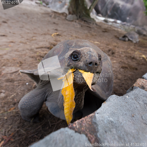 Image of Tourist feeding Aldabra giant turtle on La Digue island, Seychelles.