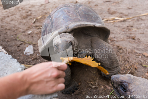 Image of Tourist feeding Aldabra giant tortoises on La Digue island, Seychelles.