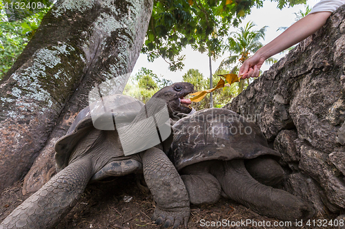 Image of Tourist feeding Aldabra giant tortoises on La Digue island, Seychelles.