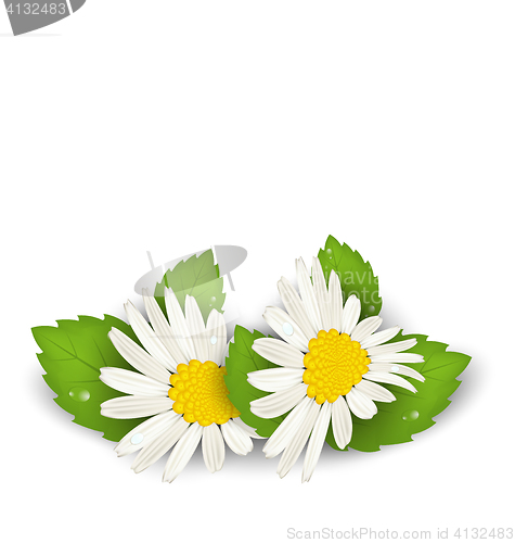Image of Camomile flowers with shadows on white background