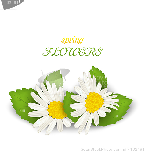 Image of Camomile Flowers with Shadows on White Background