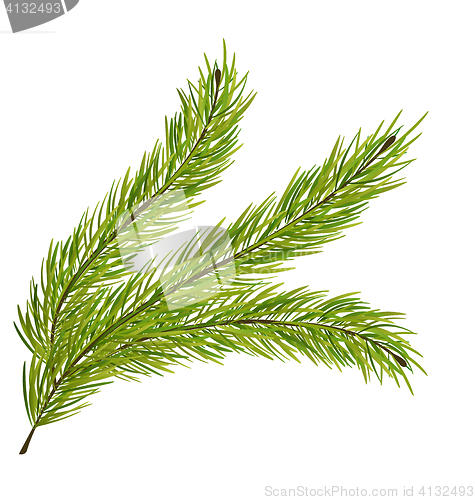 Image of Fir Branch Isolated on White Background