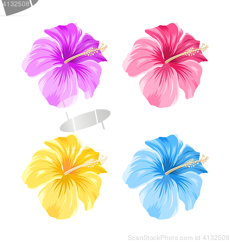 Image of Set of Colorful Hibiscus Flowers Blossom Isolated 