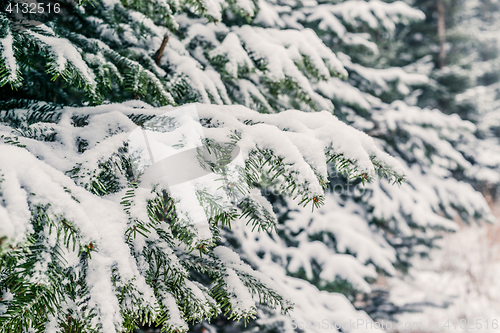 Image of Snow on pine branches in the forest