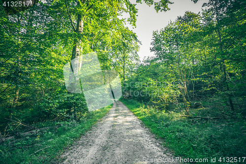 Image of Forest landscape in the spring with a nature trail