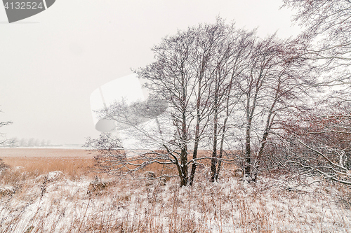 Image of Trees on a meadow with snow