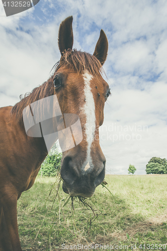 Image of Horse with grass in the mouth