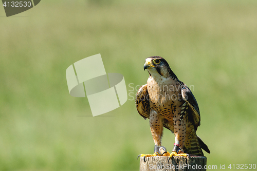 Image of Small falcon on a wooden log