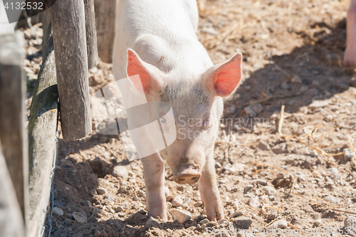 Image of Cute pink pig in a barnyard