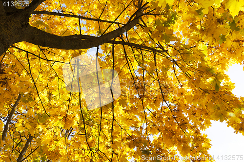 Image of maple trees in the fall