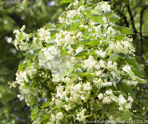 Image of flowering linden trees