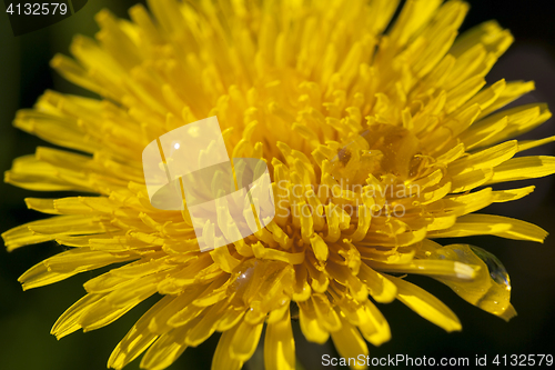 Image of yellow dandelions in spring