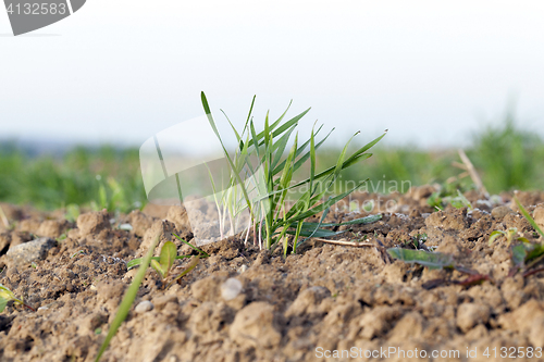 Image of young grass plants, close-up