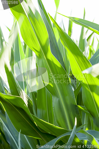 Image of Field with corn