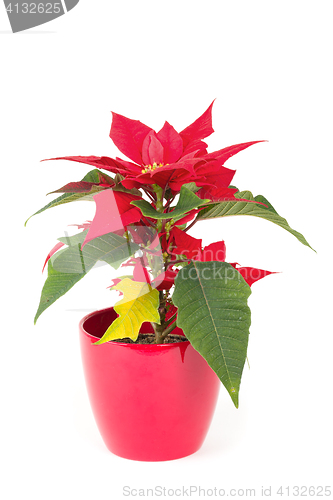 Image of christmas flower red Poinsettia