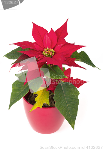 Image of christmas flower red Poinsettia