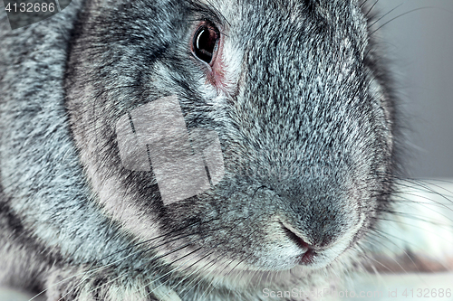 Image of European rabbit or common rabbit, 2 months old, Oryctolagus cuniculus against gray background